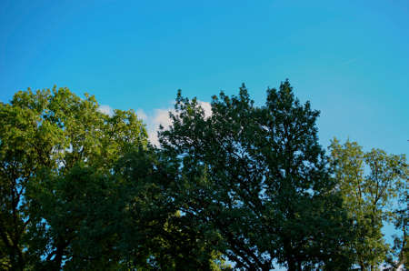 sun rays break through the treesの写真素材