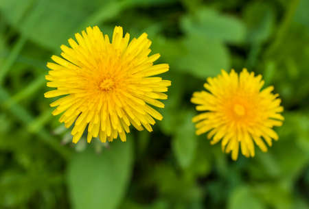 flowering dandelion on blurred backgroundの写真素材