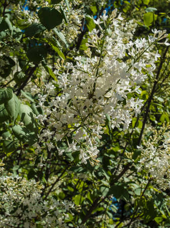 spiraea bush of the soft white flowersの写真素材
