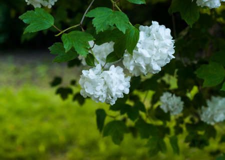 blooming white balls of viburnum ordinary. boule de neige. Large white ball-shaped flower closeupの写真素材