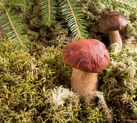 Growing under fir branch mushroom
