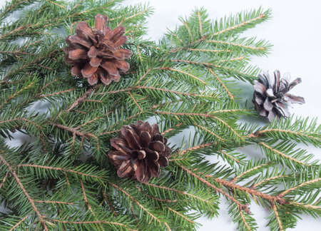 fir branches covered with snow and cones on a background of stylized snowの写真素材