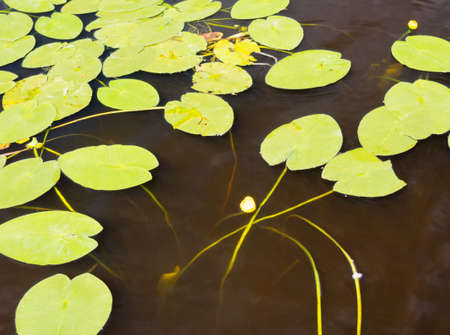 Water lilies on a water surfaceの写真素材