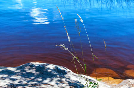 Reed on a lake with a blurry backgroundの写真素材