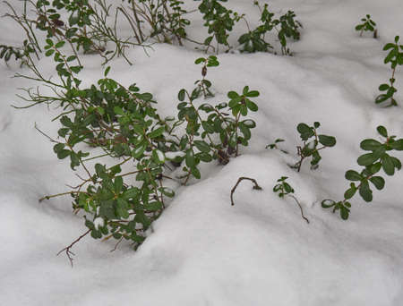 Cowberry bushes covered with the first snowの写真素材