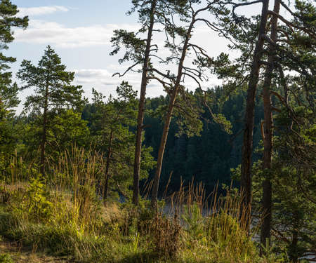 Pines on the high bank of the lakeの写真素材