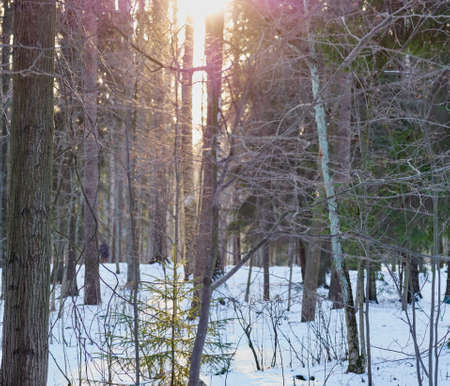 Winter forest. Ground is covered with snow. A weak sun illuminates tree trunks.の写真素材
