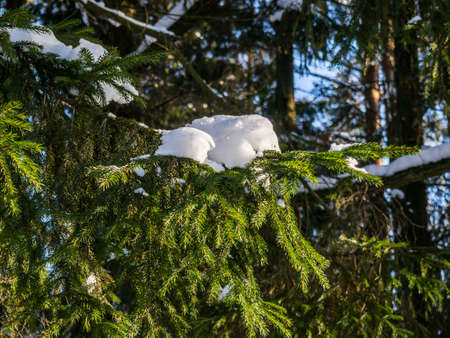 Branch of spruce tree with white snow. Winter spruce tree in the frost.の写真素材