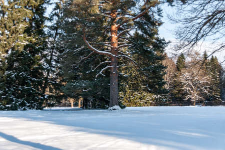 Trees in the park or the woods in winter snowの写真素材