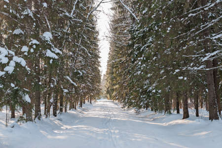 View of a snow-covered path and trees in a winter parkの写真素材