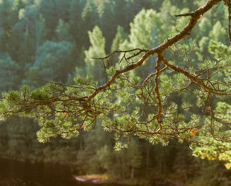 A large branch of pine on the background of the autumn lakeの写真素材