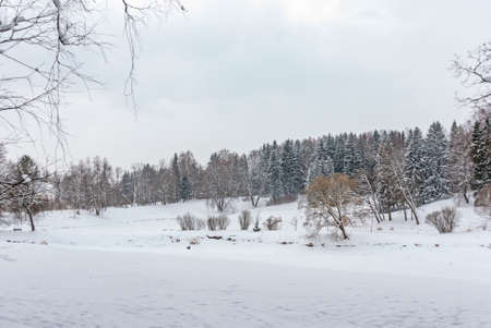 Winter forest glade clearing during a snowfallの写真素材