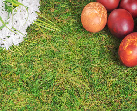 Easter eggs on green grass and white flowersの写真素材