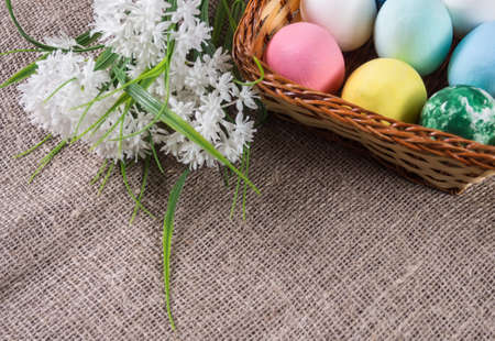 Easter eggs in a wicker basket and white flowers on a canvas background