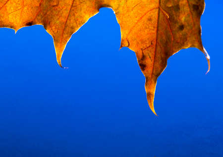 Close-up of yellow maple leaf over water close-upの写真素材