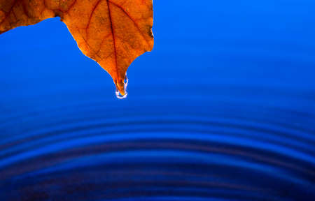 Maple leaf with falling rain drop over the waterの写真素材