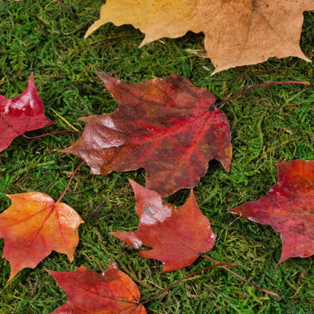 Close-up of maple leaves on green grass.の写真素材