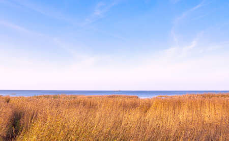 View of the bay shore with growing reedsの写真素材