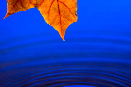 leaf over blue water in drops and splashesの写真素材