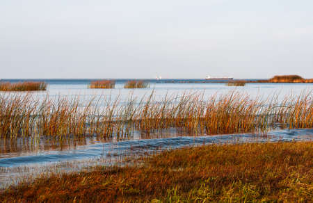 Gulf Coast with a growing yellow caneの写真素材