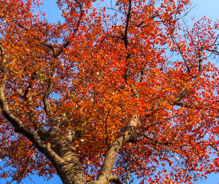 Crown of a tree with red autumn leaves against a blue skyの写真素材