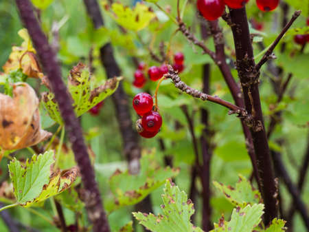 Red berries of a red currant on a branch with blurred background.の写真素材