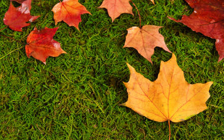 Closeup of wet autumn leaves on green grass