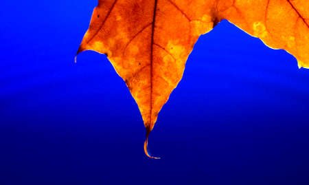 Maple autumn leaf on water close upの写真素材