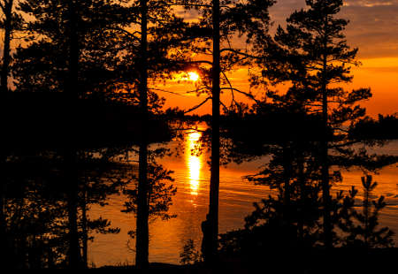 View of the setting sun through the black silhouettes of trees.