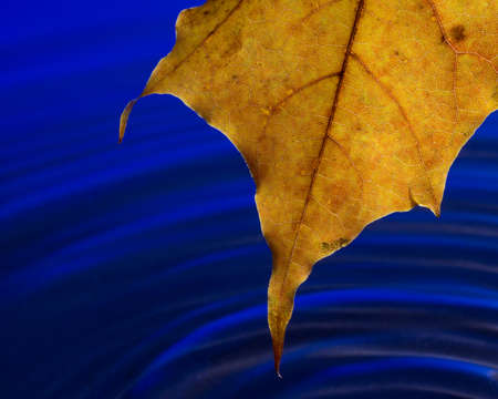 Maple leaf abstract design in fall colors over rippled water, against a blue backgroundの写真素材