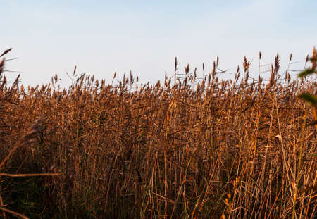 Thick thickets of autumn cane on a sunny day