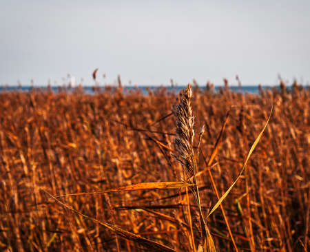 Thickets of reeds on a sunny day. Close-up. Blurred backgroundの写真素材