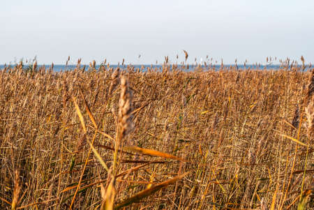 Landscape with reeds on the bay