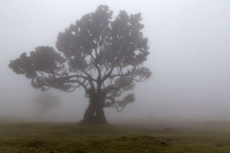 Old laurel branchy tree in the fog in Madeiraの写真素材