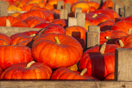 Autumn pumpkins stacked in wooden cratesの写真素材