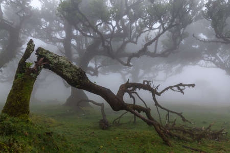 Fallen moss-covered tree in a foggy old-growth forestの写真素材