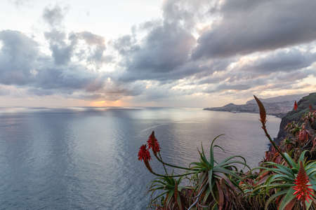 Red aloe flowers on the background of the ocean, sunset sky and dramatic cloudsの写真素材