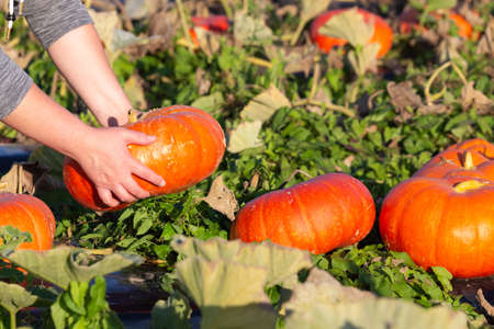 A ripe pumpkin in the hands of a harvester during the autumn harvest in the pumpkin patchの写真素材
