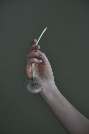 Female woman hand with manicure holding a dandelion flower. Aesthetics minimal conceptの写真素材