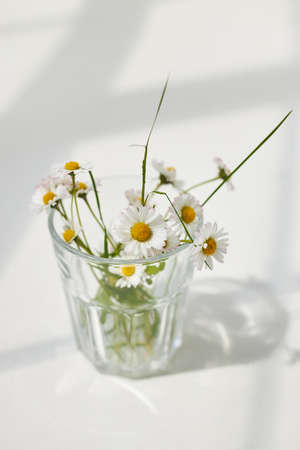 Bouquet daisies chamomile flowers in glass. Aesthetics minimal sunlight concept.の写真素材