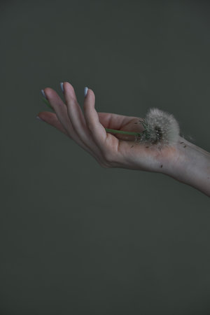 Female woman hand with manicure holding a dandelion flower. Aesthetics minimal concept