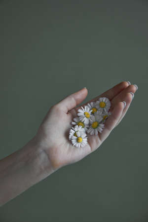 Female woman hand with manicure holding a daisies chamomile flowers. Aesthetics minimal conceptの写真素材