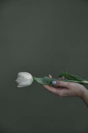 Female woman hand with manicure holding a tulip flower. Aesthetics minimal conceptの写真素材
