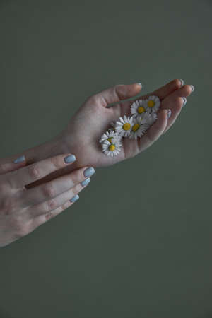 Female woman hand with manicure holding a daisies chamomile flowers. Aesthetics minimal conceptの写真素材