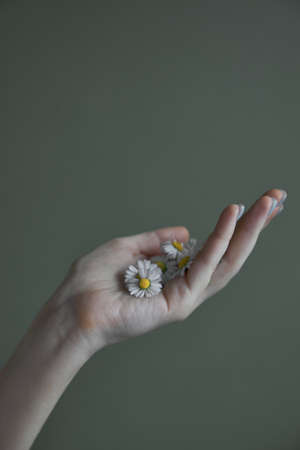 Female woman hand with manicure holding a daisies chamomile flowers. Aesthetics minimal conceptの写真素材