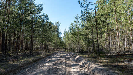 Beautiful forest in Latvia