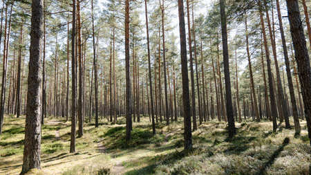 Beautiful forest in Latvia