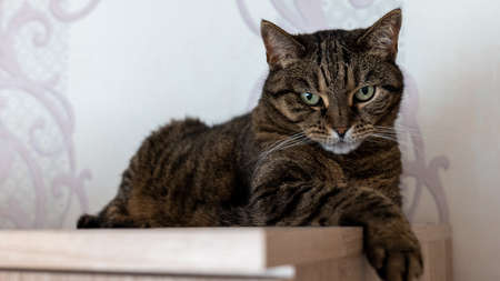 Home cat with beautiful eyesの写真素材