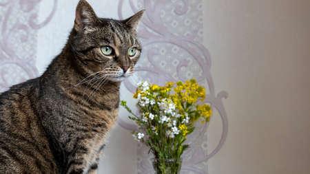 Home cat with beautiful eyesの写真素材