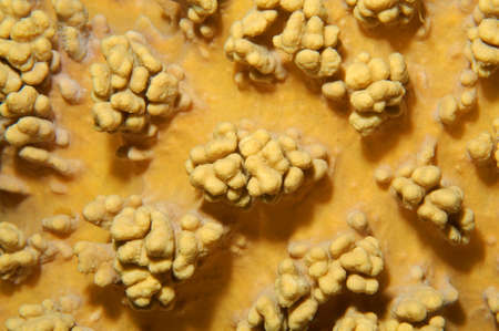 Coral, close-up, Red Sea, Egypt, Africa